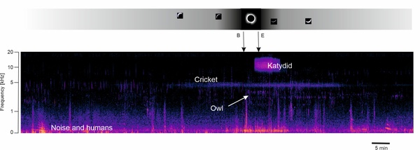 Sofi Audio neo.jpg