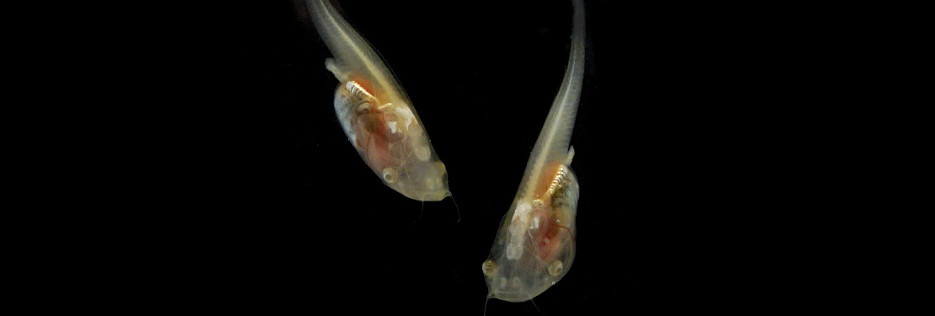 tadpoles.jpg