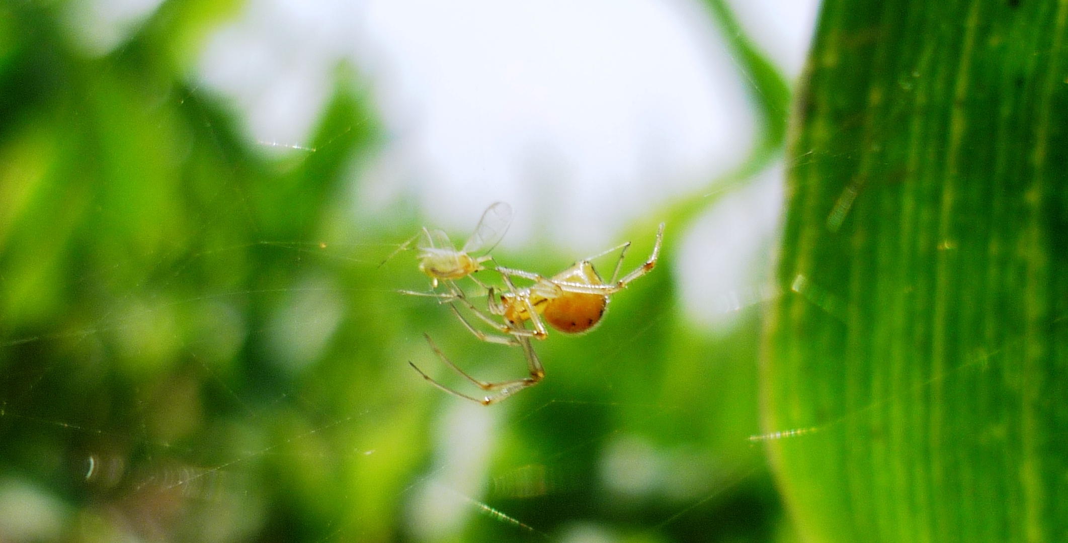 Biocontrol