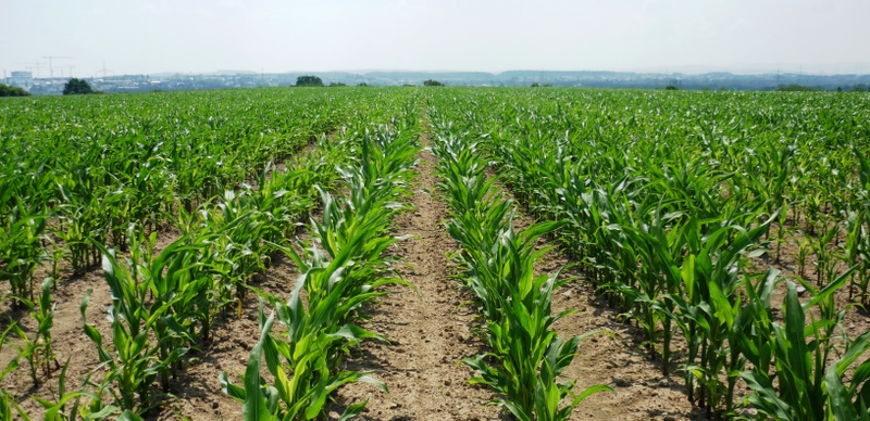Maisfeld