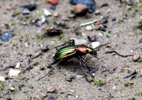Carabus auratus