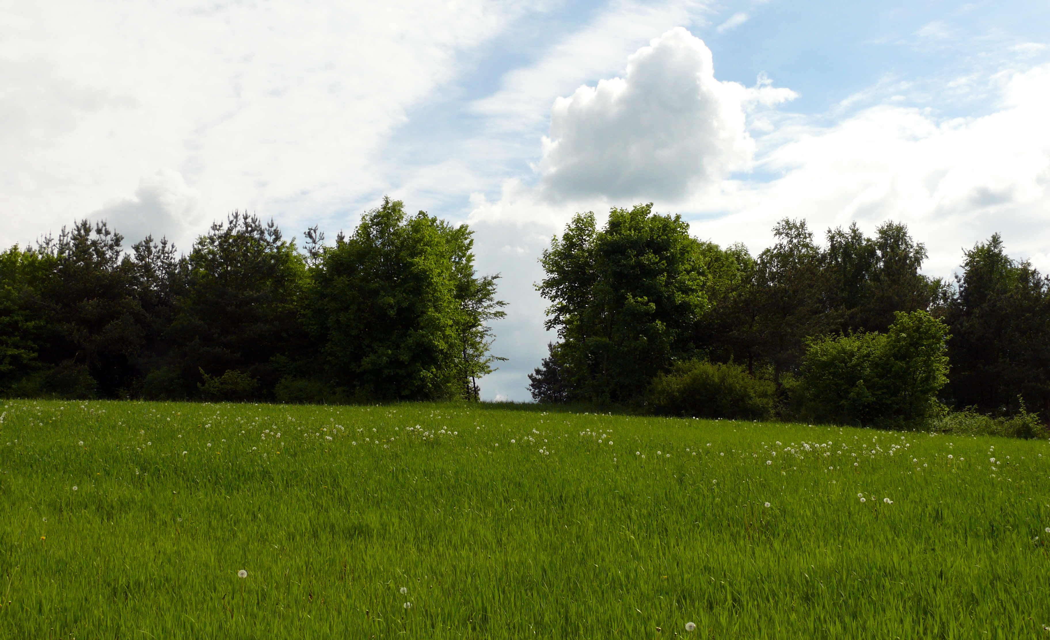 Getreidefeld