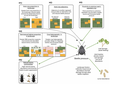 Flea Beetle Paper 2024