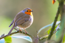 Small Bird Forest