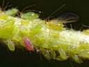 Aphids