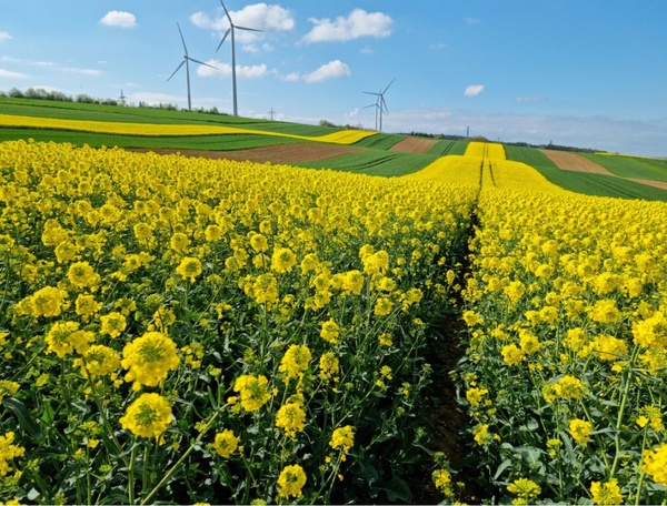 Landwirtschaftliches Feld mit Blühstreifen