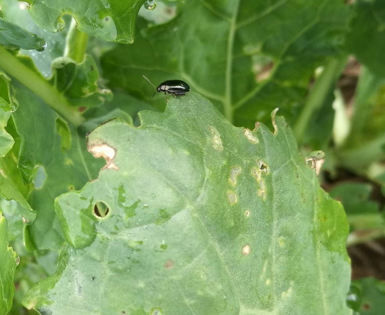 Flea Beetles Large