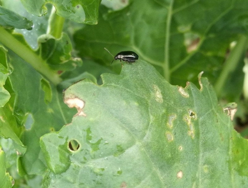 Flea Beetles