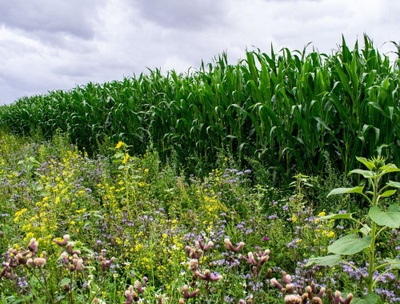 Blühstreifen auf einem landwirtschaftlichen Feld