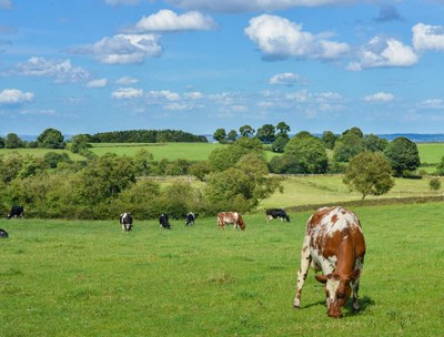 Weidende Rinder auf einem Feld