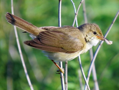 Vogel mit einem Insekt