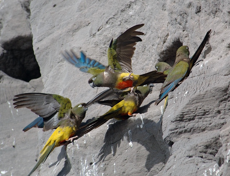 BillConway_parrotstakeoff.jpg