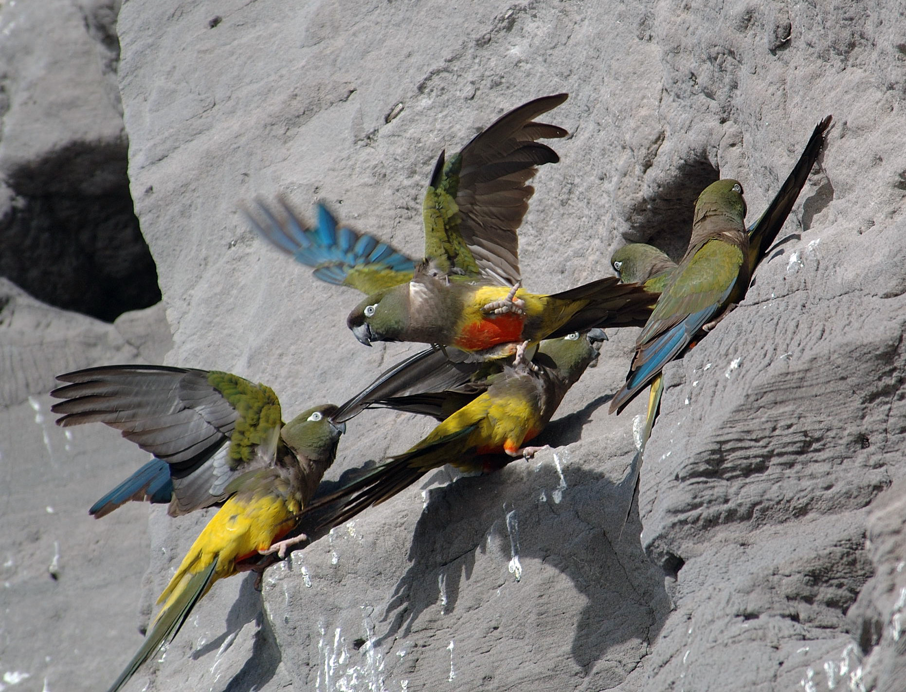 BillConway_parrotstakeoff.jpg