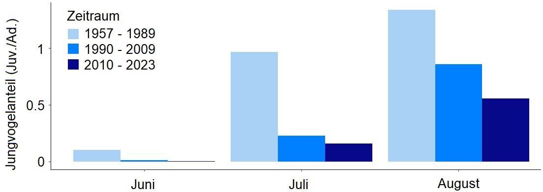 Die Anteile der Jungvögel nahmen über die Jahre in allen Monaten ab..jpg