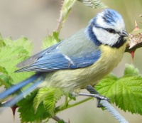 Blaumeise_Pohlheim2015.jpg