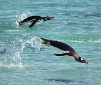 Foraging