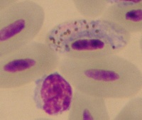Immunology
