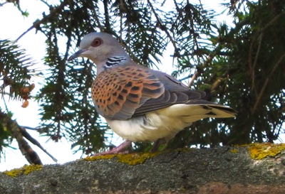 TT_Haufeld 2023.jpg