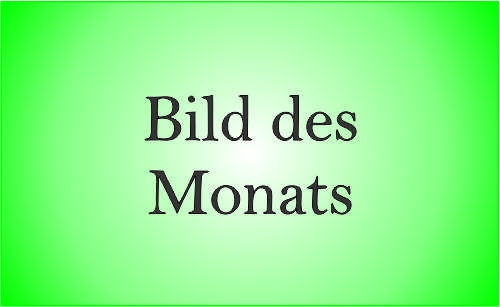 Bild des Monats
