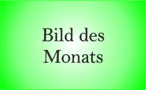 Bild des Monats