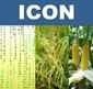 ICON.jpg