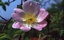 Die Hundsrose (Rosa canina)