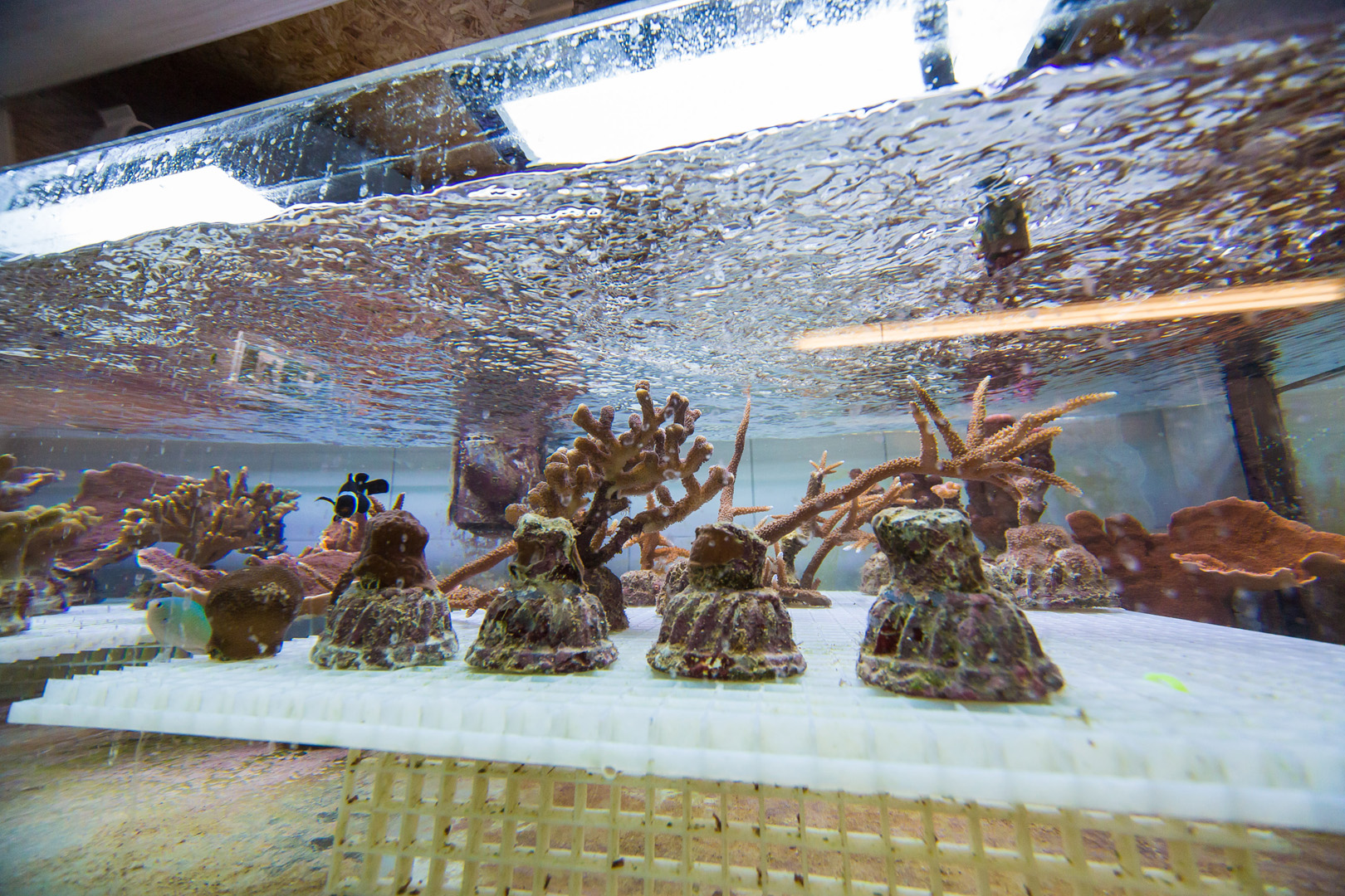 Aquarium 2