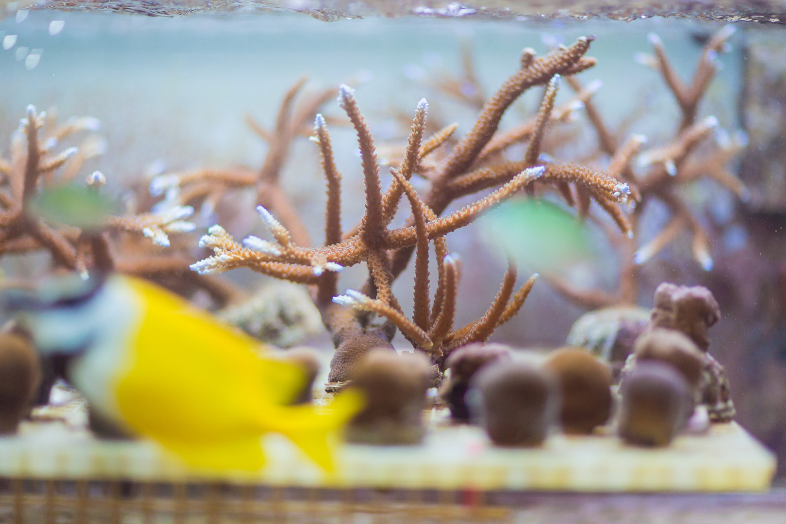 Aquarium 3