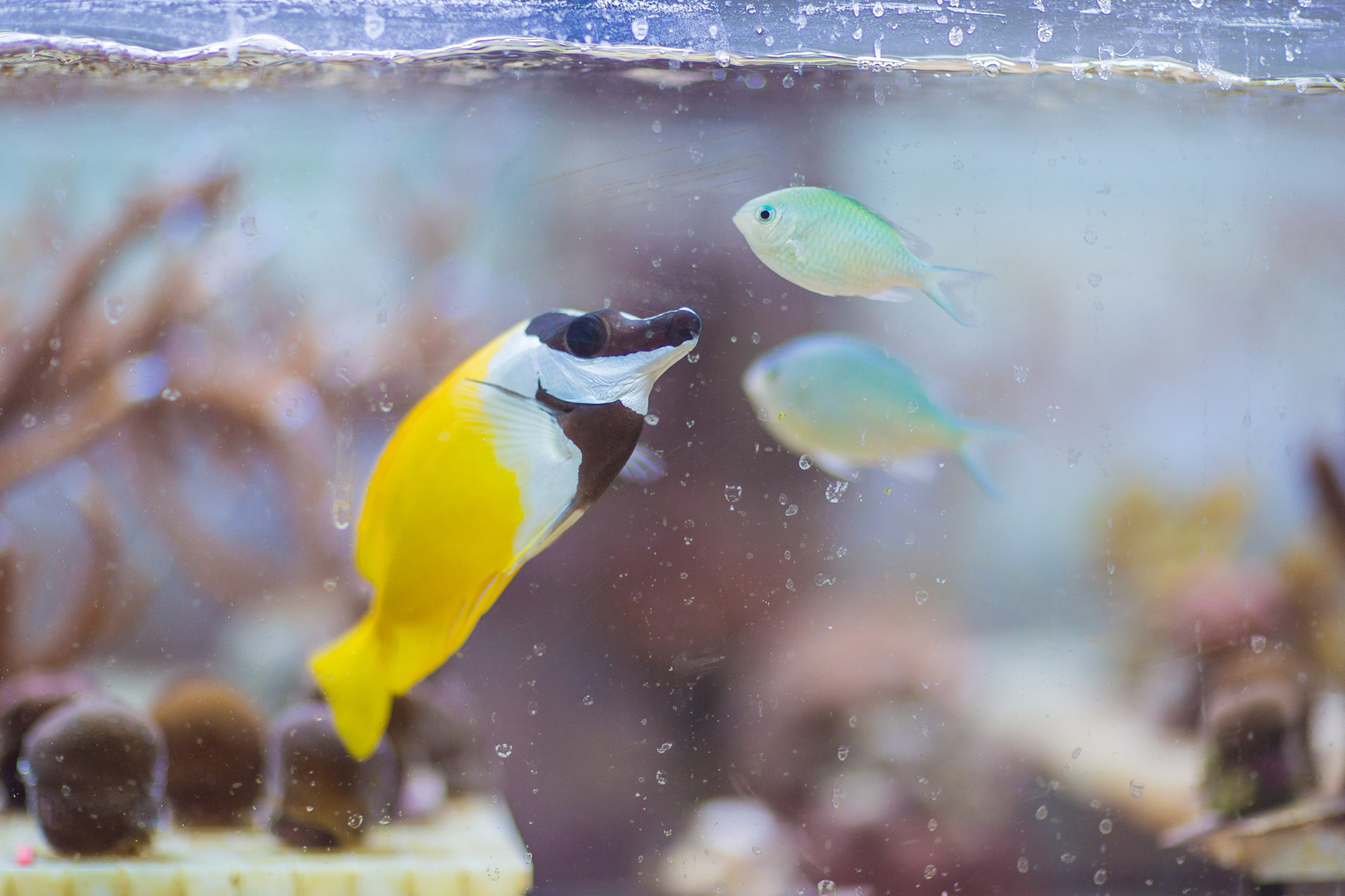 Aquarium 4