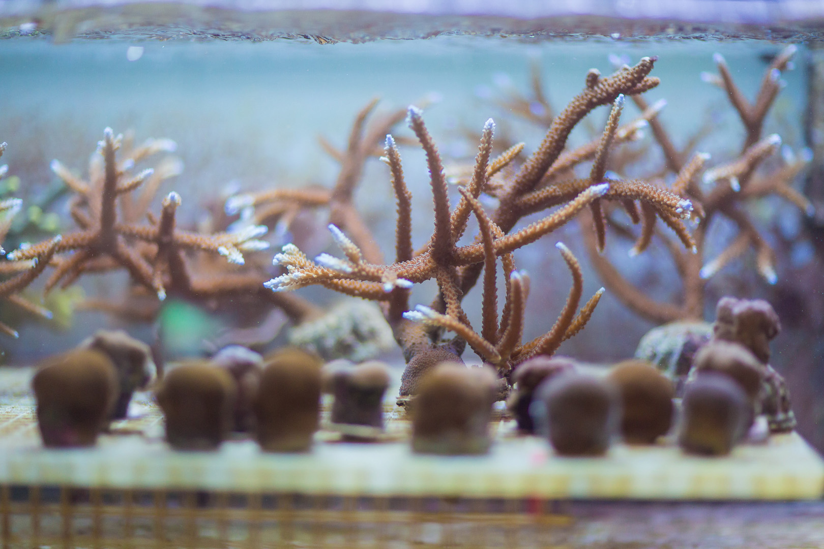 Aquarium 5