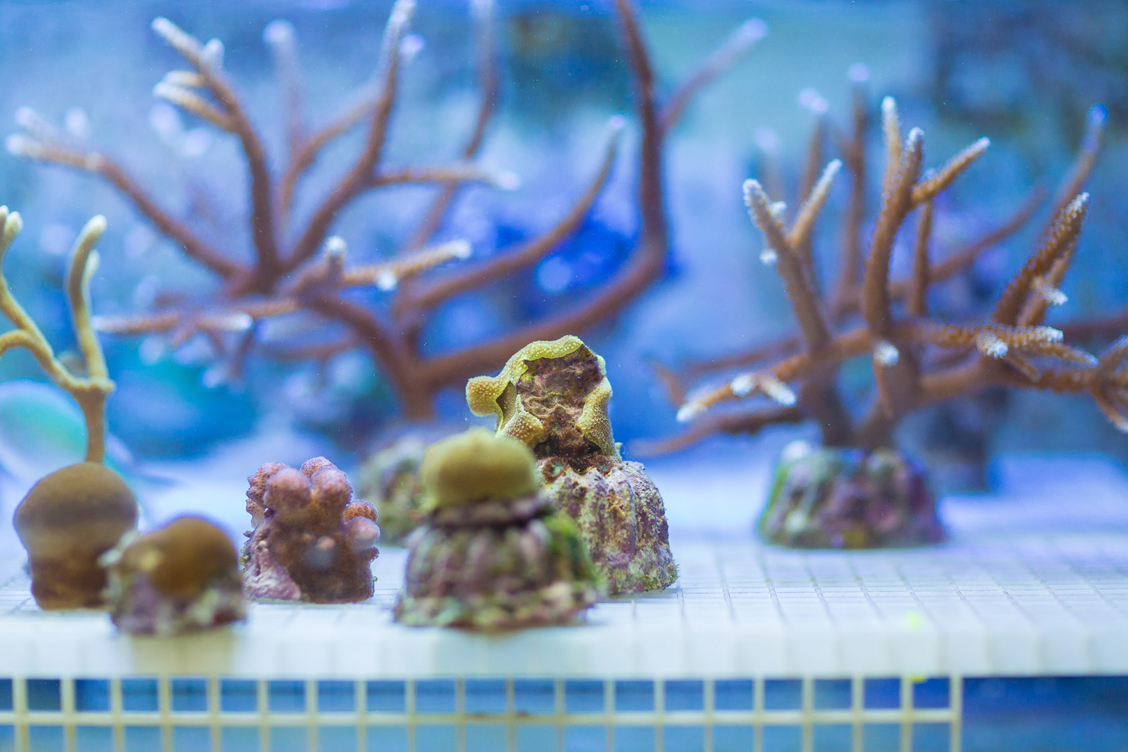 Aquarium 6