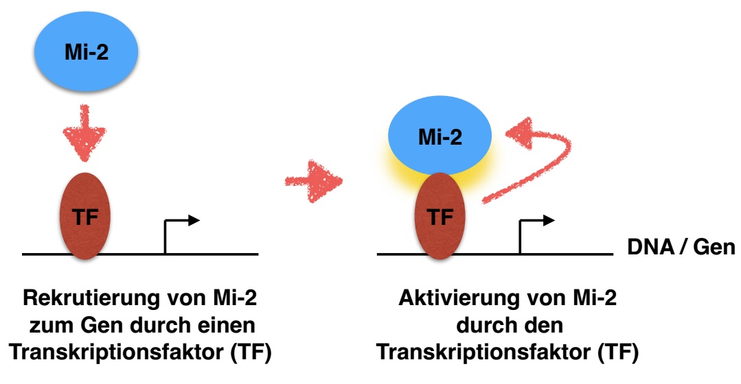 Bild: Die Regulatoren regulieren