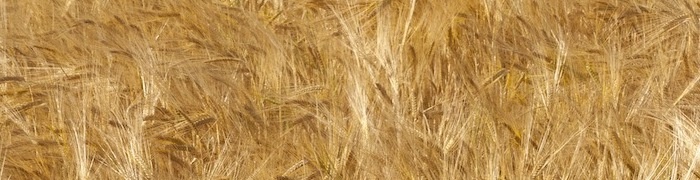 weizen700.jpg