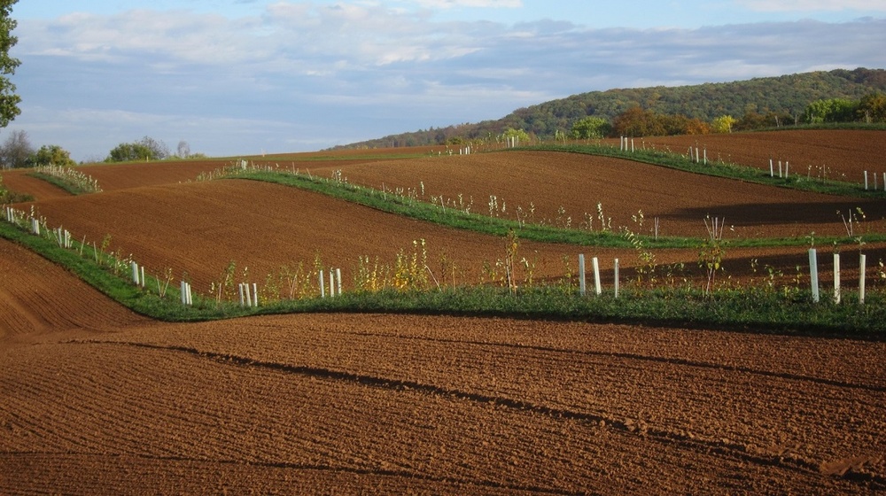 The agroforestry system after sowing the catch crop in October 2020