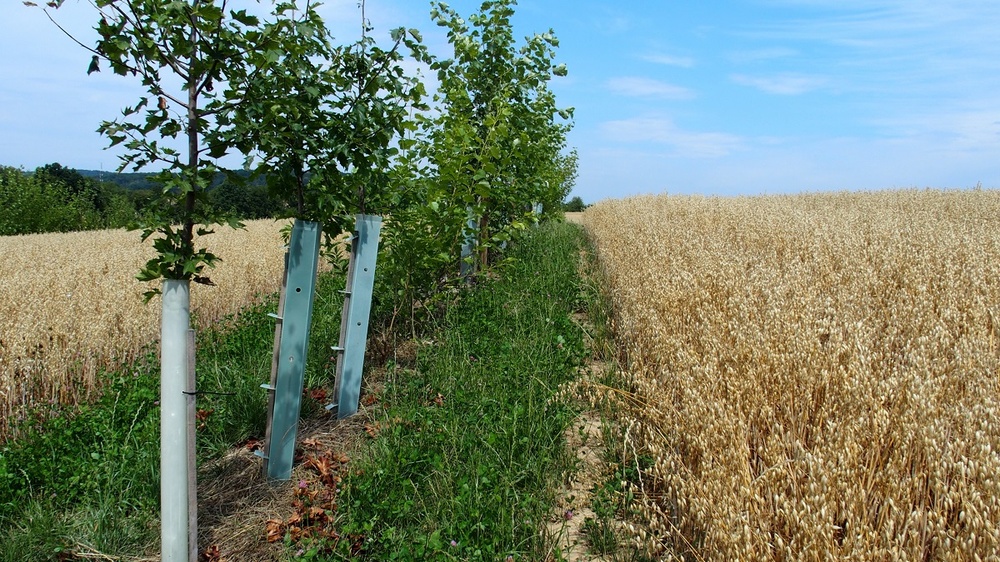 A complex tree strip and the oats shortly before harvest in July 2022