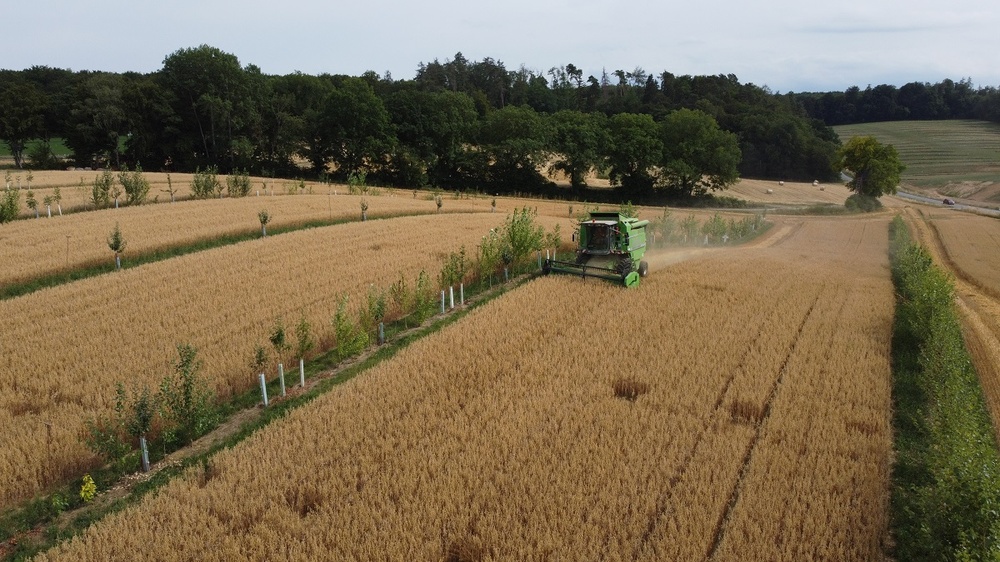Oat harvest in July 2022