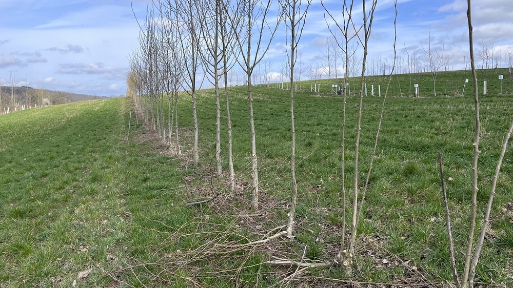 After the poplar pruning in March 2024