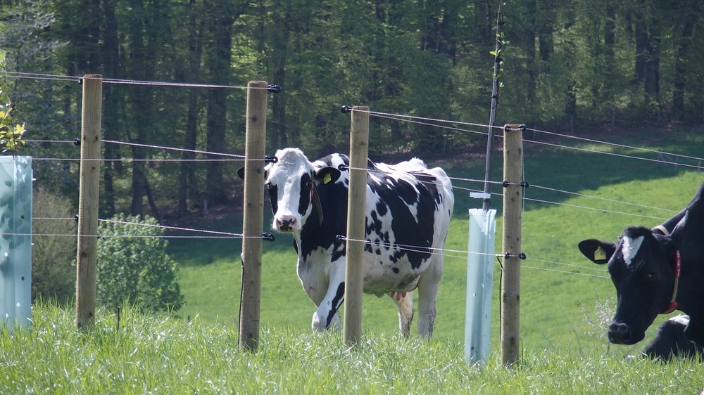 Mit fertigem Zaun zum Schutz der Gehölze im Mai 2023