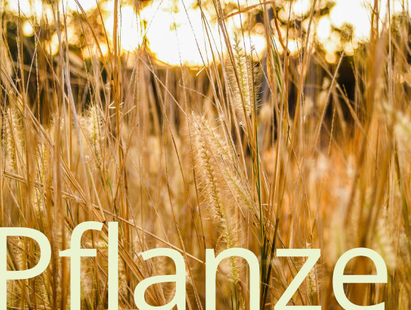 Projektbereich Pflanze