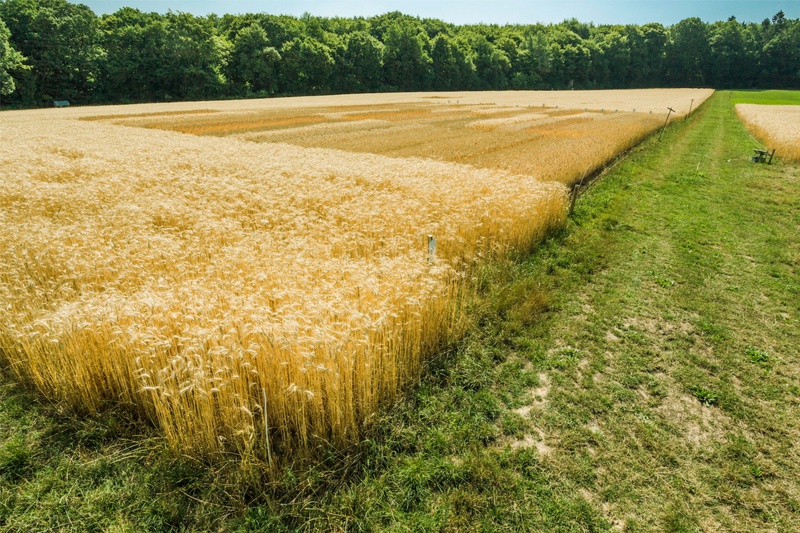 Zu sehen ist ein bepflanztes Feld (große Auflösung)