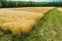Zu sehen ist ein bepflanztes Feld - Klicken Sie auf das Bild, um es zu vergrößern.