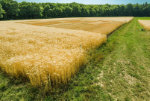 Zu sehen ist ein bepflanztes Feld - Klicken Sie auf das Bild, um es zu vergrößern.