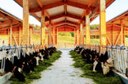 Zu sehen sind Kühe in der neuen Stallung des Gladbacher Hofs - Klicken Sie auf das Bild, um es zu vergrößern.