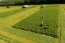 Zu sehen sind Messungen an Luzernengras am Pfaffengraben - Klicken Sie auf das Bild, um es zu vergrößern.
