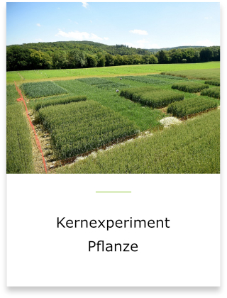 Sie befinden sich im Bereich des Kernexperiments Pflanze.