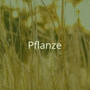Klicken Sie hier, um zu dem Projektbereich "Pflanze" zu gelangen (Hover)