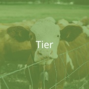 Klicken Sie hier, um zu dem Projektbereich "Tier" zu gelangen (Hover)