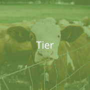 Klicken Sie hier, um zu dem Projektbereich "Tier" zu gelangen (Hover)