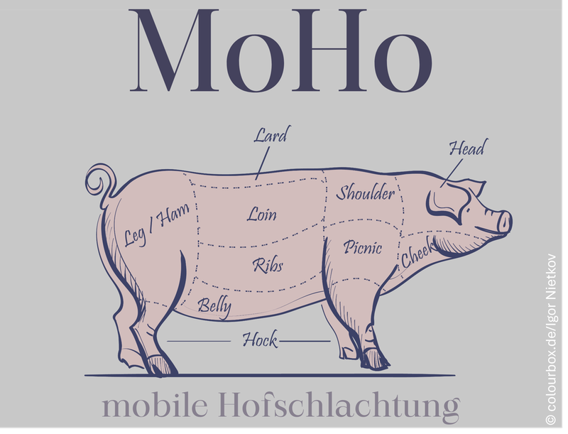MoHo_Schwein_Querformat