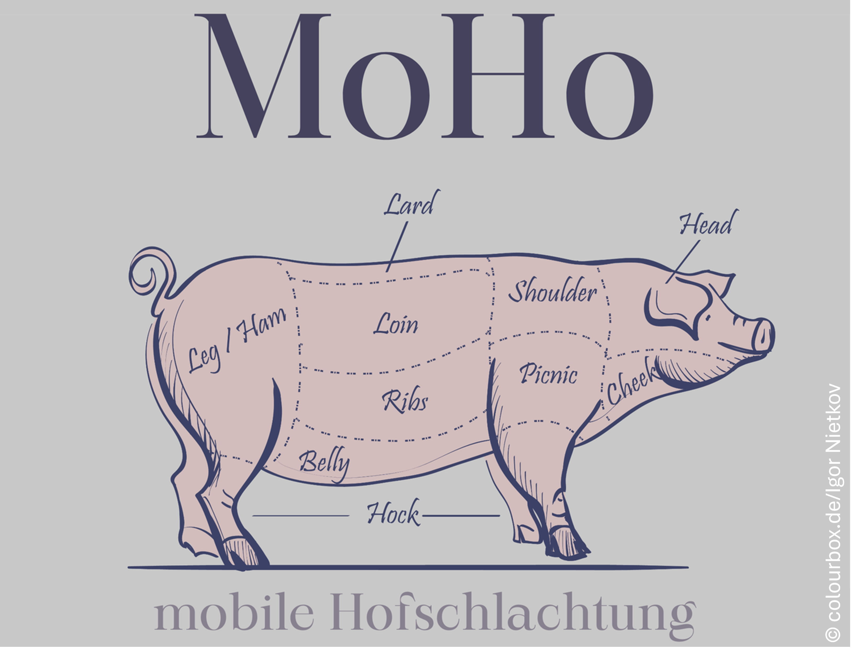 MoHo_Schwein_Querformat